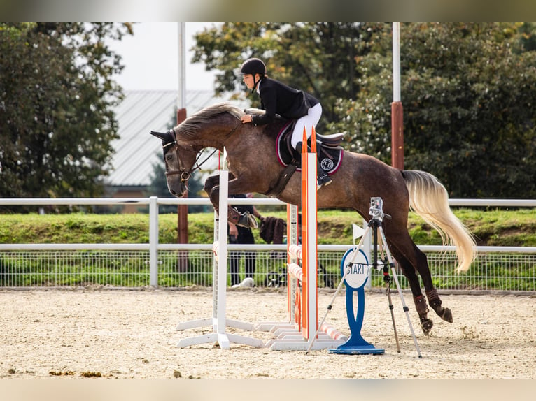 Media sangre polaco Caballo castrado 8 años 173 cm Tordo in Zielona Góra