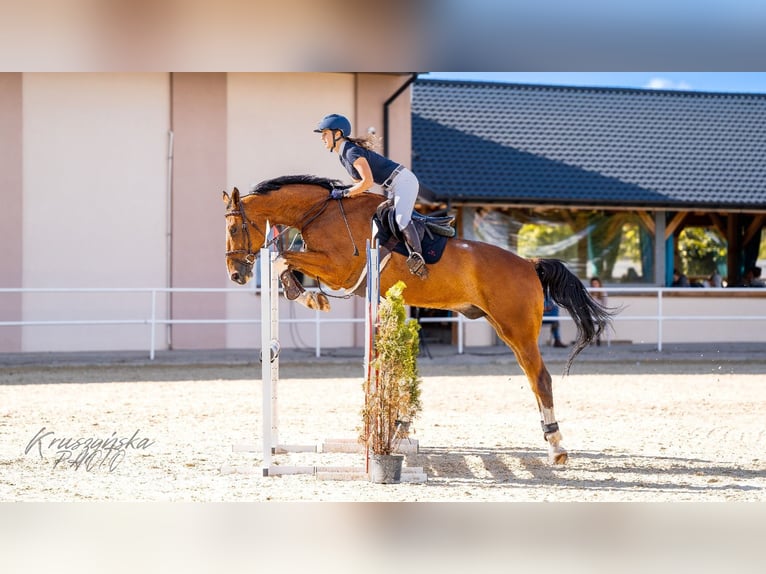 Media sangre polaco Caballo castrado 8 años 175 cm Castaño in Łódź