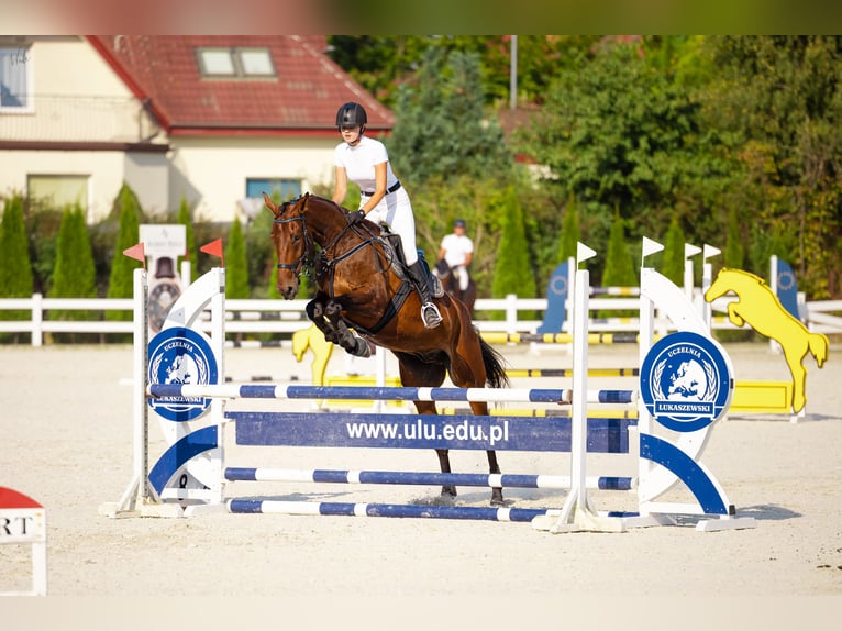 Media sangre polaco Caballo castrado 8 años 176 cm Castaño in Łoźnica
