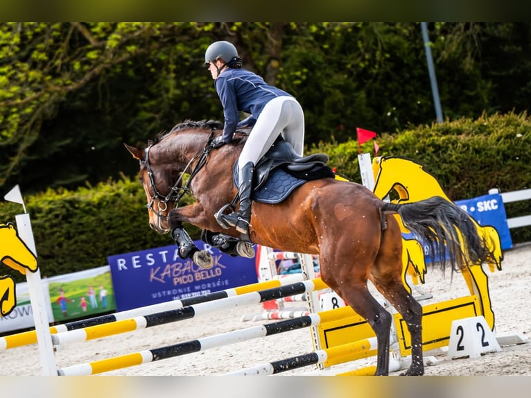 Media sangre polaco Caballo castrado 8 años 176 cm Castaño in Łoźnica