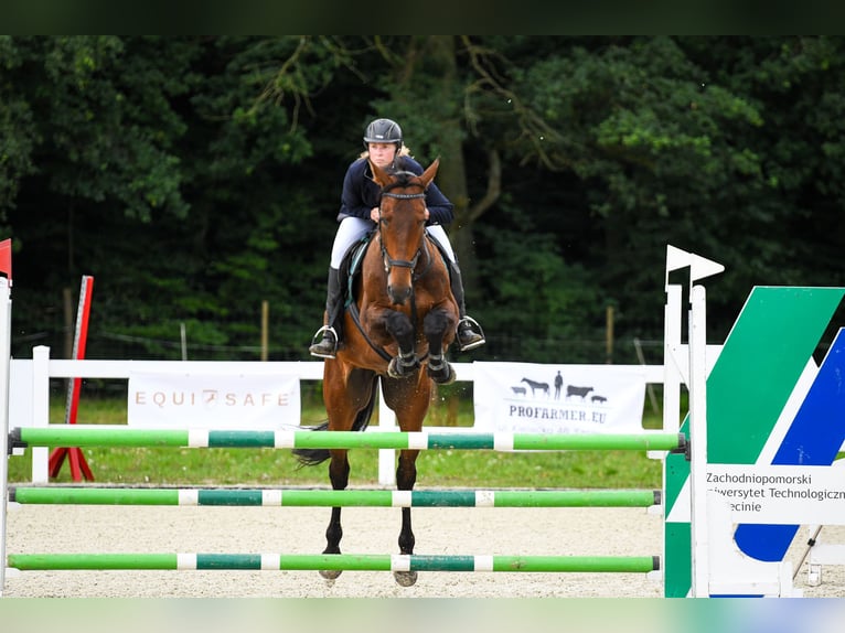 Media sangre polaco Caballo castrado 8 años 176 cm Castaño in &#x141;o&#x17A;nica