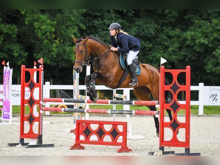 Media sangre polaco Caballo castrado 8 años 176 cm Castaño in &#x141;o&#x17A;nica