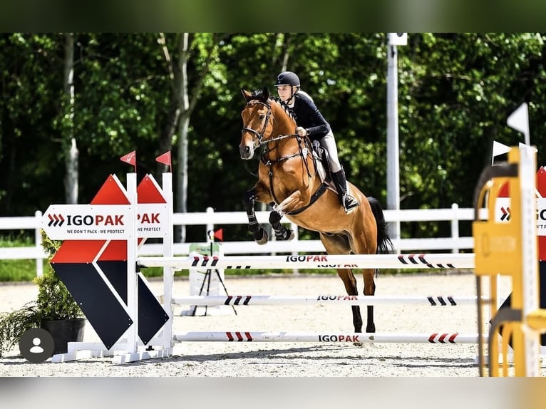 Media sangre polaco Caballo castrado 8 años Castaño in Zielona Góra