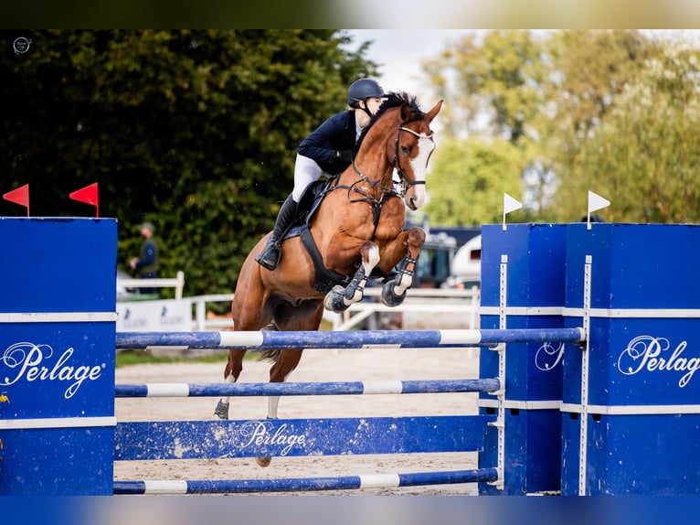 Media sangre polaco Caballo castrado 8 años Castaño in Gdańsk