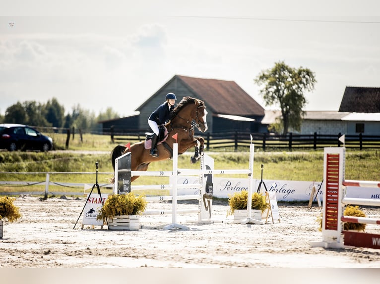 Media sangre polaco Caballo castrado 8 años Castaño in Gdańsk