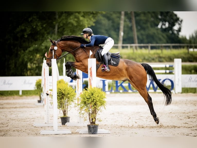 Media sangre polaco Caballo castrado 8 años Castaño rojizo in Gałkowo