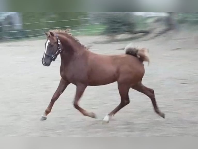 Media sangre polaco Caballo castrado 9 años 151 cm Alazán in Nagold