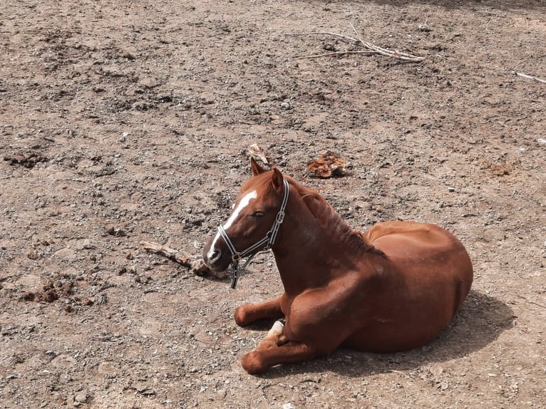 Media sangre polaco Caballo castrado 9 años 151 cm Alazán in Nagold
