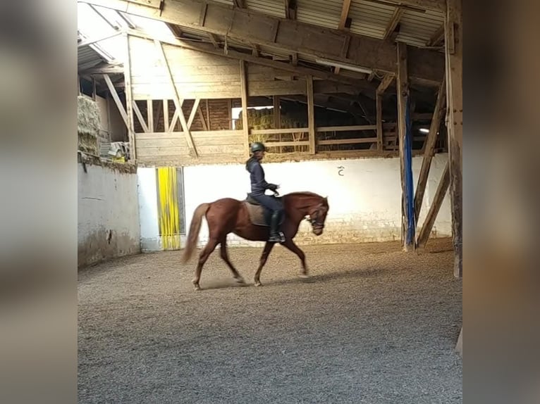 Media sangre polaco Caballo castrado 9 años 151 cm Alazán in Nagold