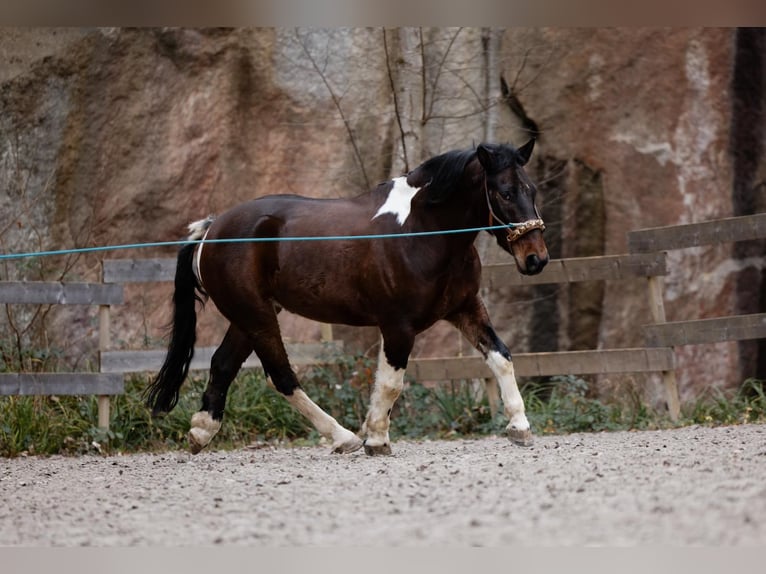 Media sangre polaco Mestizo Caballo castrado 9 años 153 cm Pío in Renchen