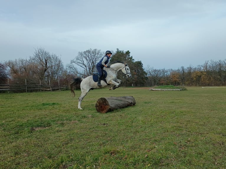 Media sangre polaco Caballo castrado 9 años 160 cm Tordo in Leszno Dolne