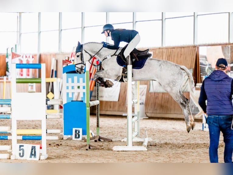 Media sangre polaco Caballo castrado 9 años 165 cm Tordo in Wilkowice