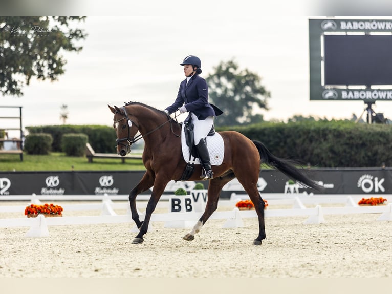 Media sangre polaco Caballo castrado 9 años 167 cm Castaño in Zajaczkowo