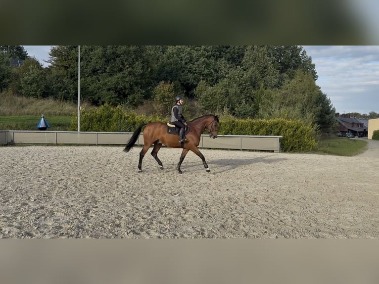 Media sangre polaco Caballo castrado 9 años 170 cm Castaño in Czarna Huta