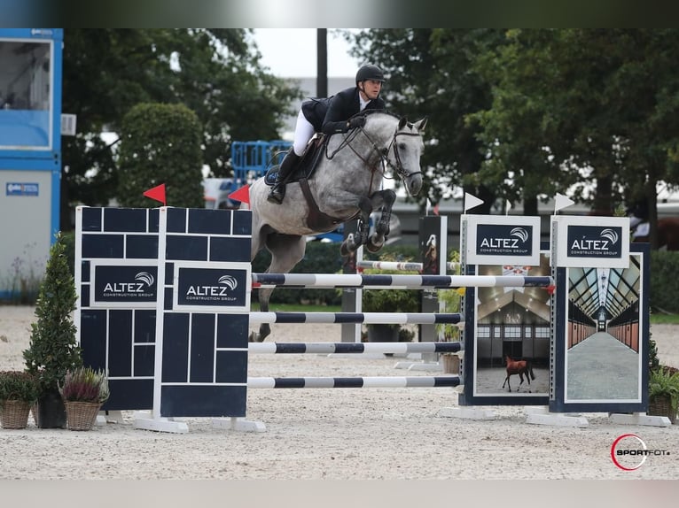 Media sangre polaco Caballo castrado 9 años 170 cm Tordo in zaręby