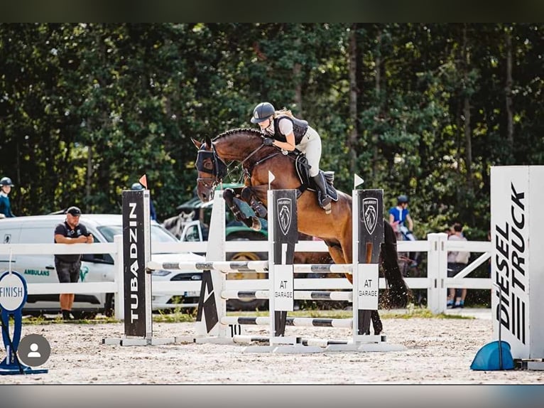 Media sangre polaco Caballo castrado 9 años 173 cm Castaño in Konin