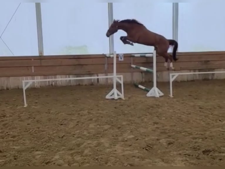Media sangre polaco Caballo castrado 9 años 175 cm Alazán in Dziuplina