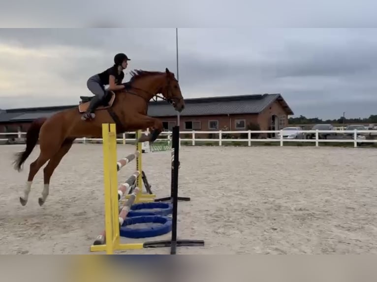 Media sangre polaco Caballo castrado 9 años 175 cm Alazán in Dziuplina