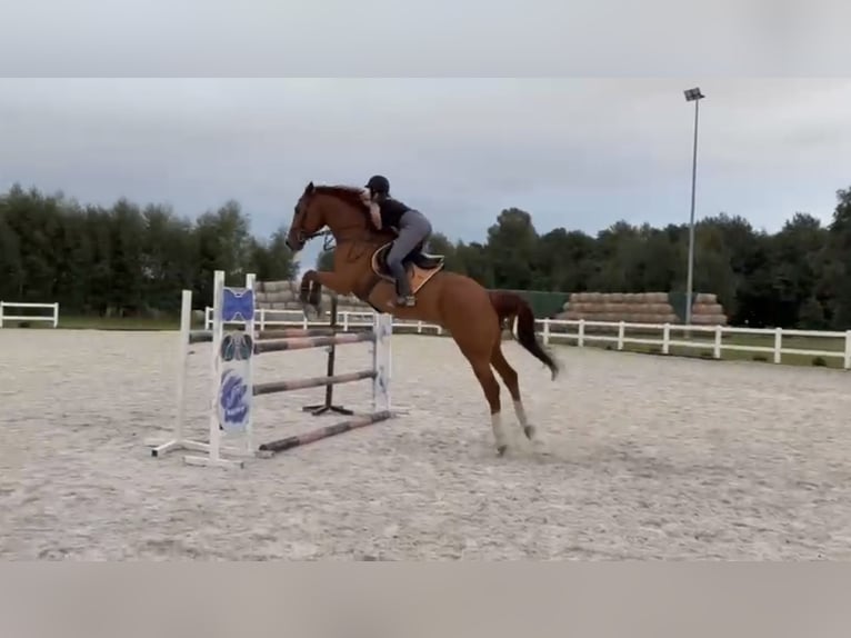 Media sangre polaco Caballo castrado 9 años 175 cm Alazán in Dziuplina