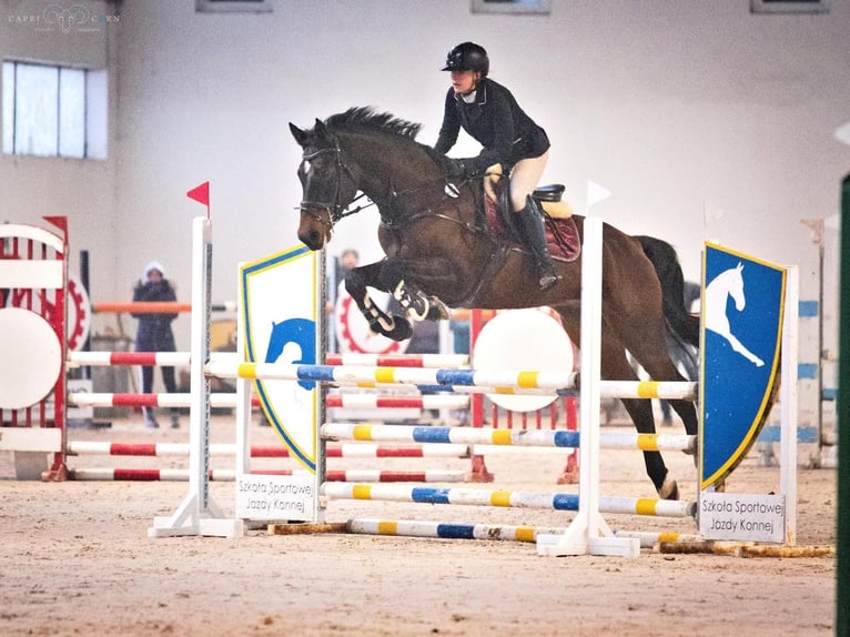 Media sangre polaco Caballo castrado 9 años 175 cm Castaño in Nowy Janków