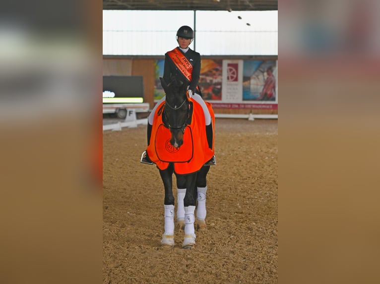 Media sangre polaco Caballo castrado 9 años 175 cm Morcillo in Świętoszowice