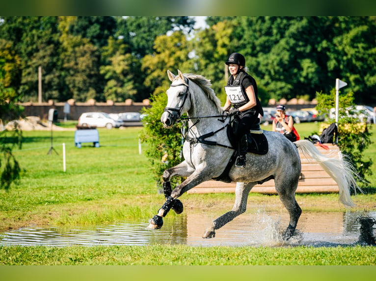 Media sangre polaco Caballo castrado 9 años 180 cm Tordo rodado in Jerzmanowice