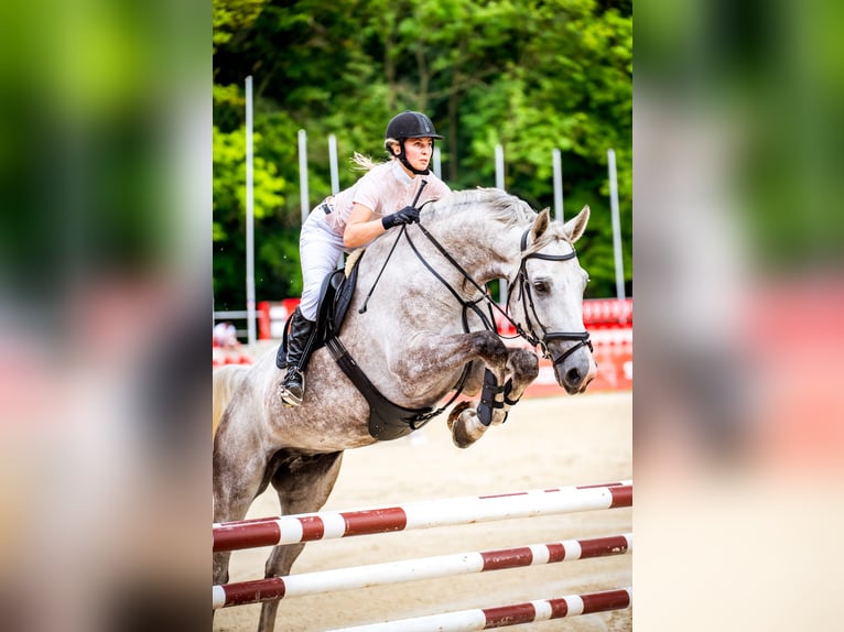 Media sangre polaco Caballo castrado 9 años 180 cm Tordo rodado in Jerzmanowice