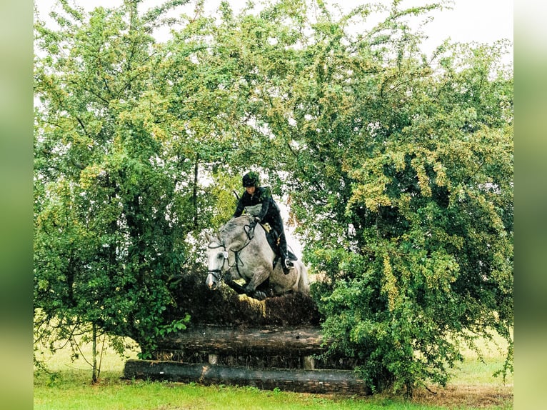 Media sangre polaco Caballo castrado 9 años 180 cm Tordo rodado in Jerzmanowice