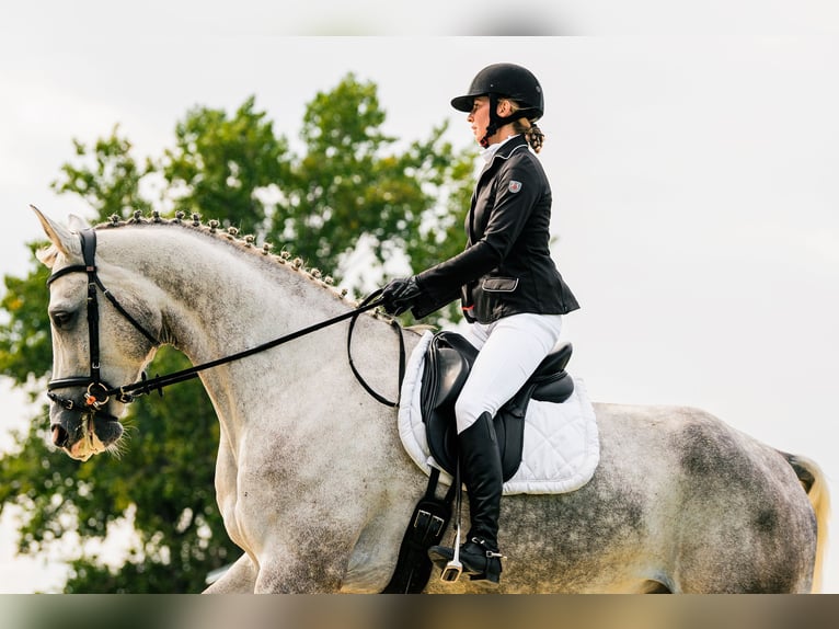 Media sangre polaco Caballo castrado 9 años 180 cm Tordo rodado in Jerzmanowice