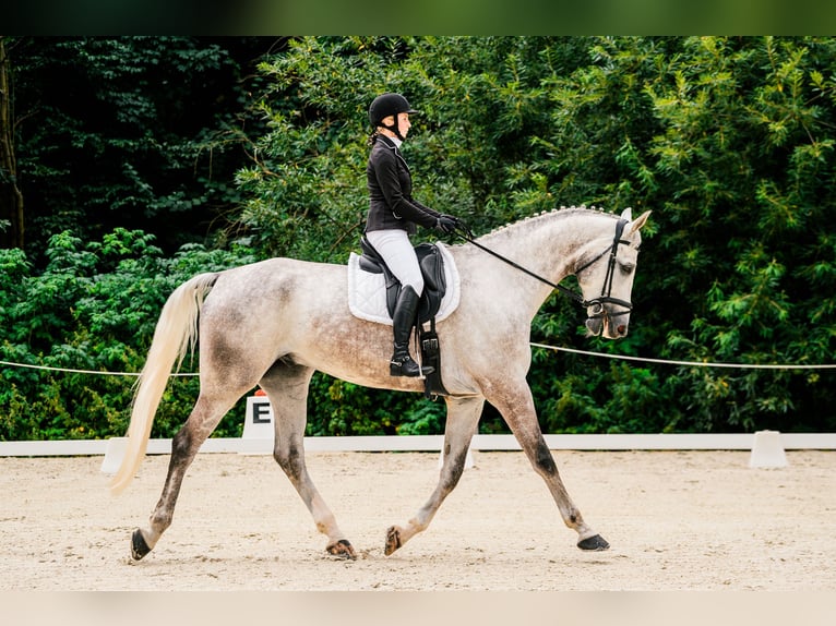 Media sangre polaco Caballo castrado 9 años 180 cm Tordo rodado in Jerzmanowice