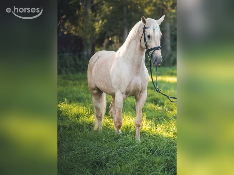 Media sangre polaco Semental 10 años 168 cm Palomino in CZERNIEJEWO