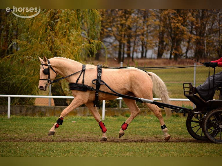 Media sangre polaco Semental 10 años 168 cm Palomino in CZERNIEJEWO