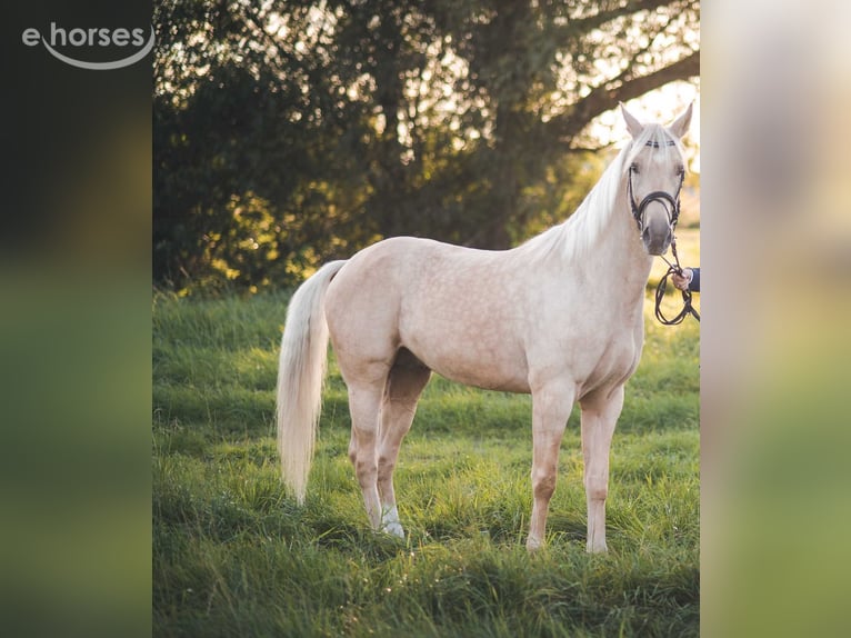Media sangre polaco Semental 10 años 168 cm Palomino in CZERNIEJEWO