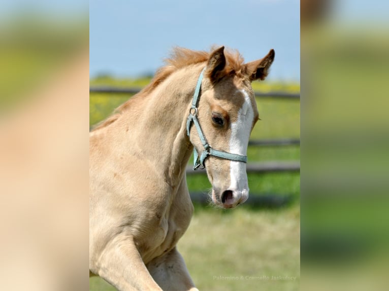Media sangre polaco Semental 1 año 167 cm Palomino in Piecowice