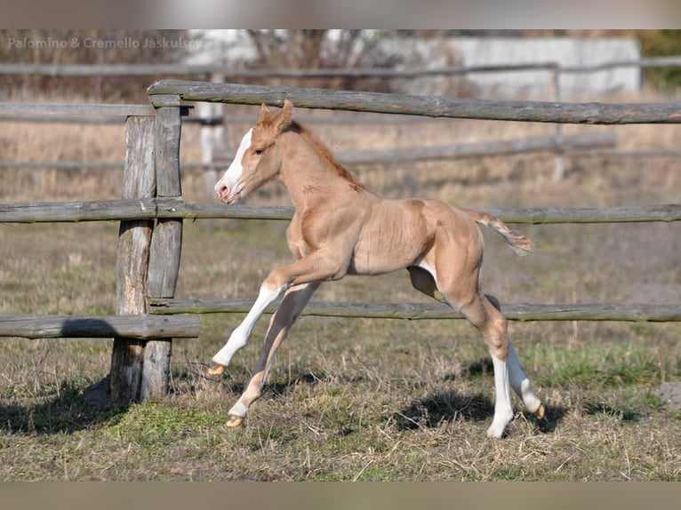 Media sangre polaco Semental 1 año 167 cm Palomino in Piecowice