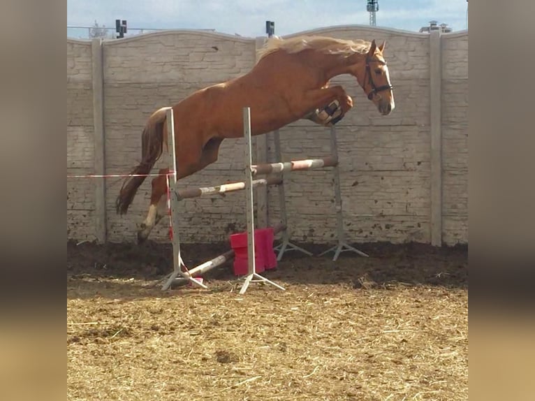 Media sangre polaco Semental 1 año 167 cm Palomino in Piecowice