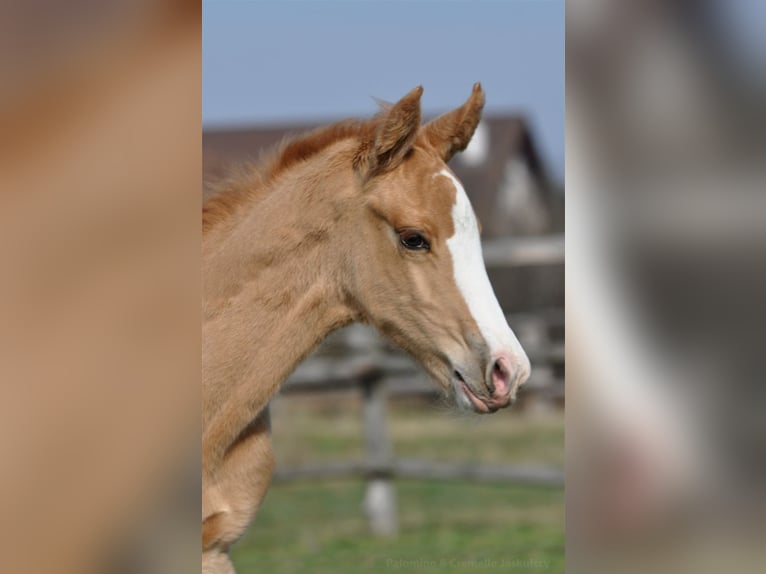 Media sangre polaco Semental 1 año 167 cm Palomino in Piecowice