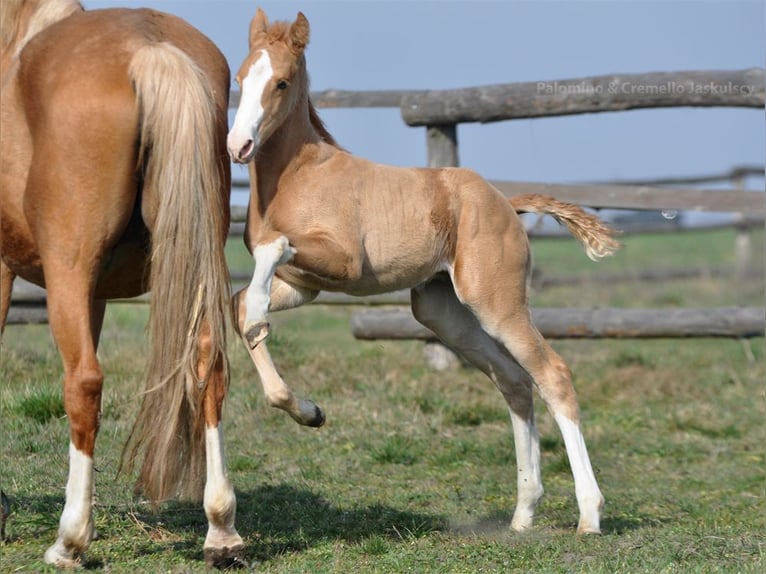 Media sangre polaco Semental 1 año 167 cm Palomino in Piecowice