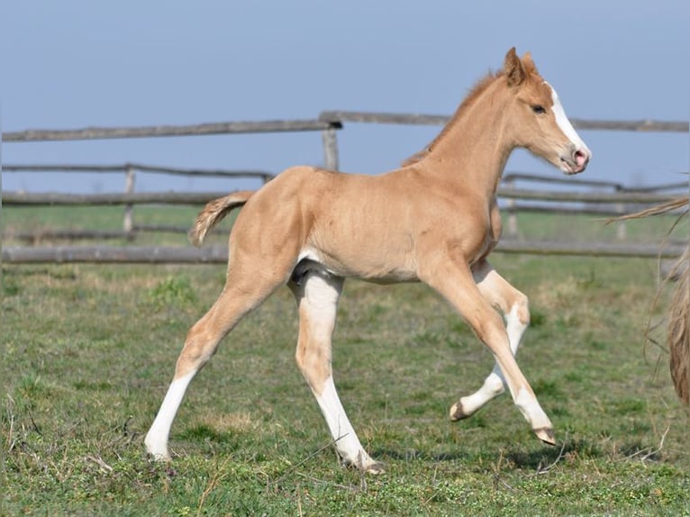 Media sangre polaco Semental 1 año 167 cm Palomino in Piecowice