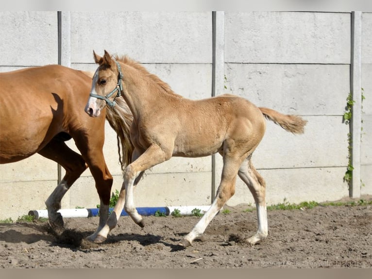 Media sangre polaco Semental 1 año 167 cm Palomino in Piecowice