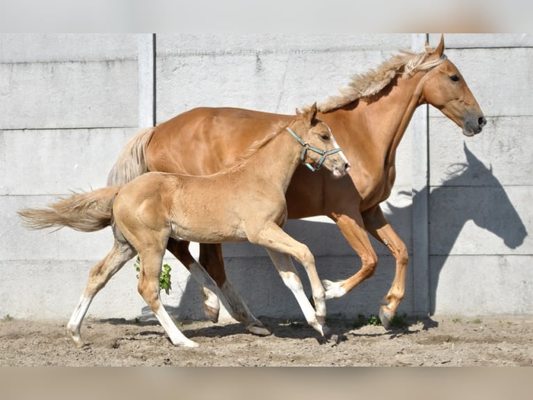 Media sangre polaco Semental 1 año 167 cm Palomino in Piecowice