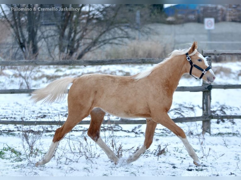 Media sangre polaco Semental 1 año 167 cm Palomino in Piecowice