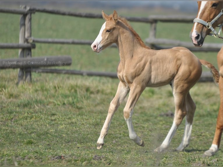 Media sangre polaco Semental 1 año 167 cm Palomino in Piecowice