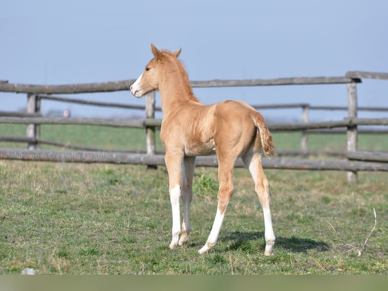 Media sangre polaco Semental 1 año 167 cm Palomino in Piecowice