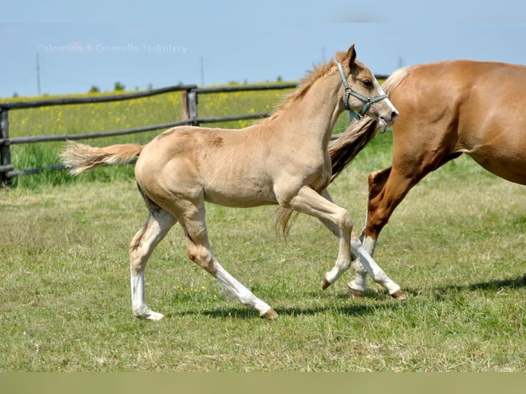 Media sangre polaco Semental 1 año 167 cm Palomino in Piecowice