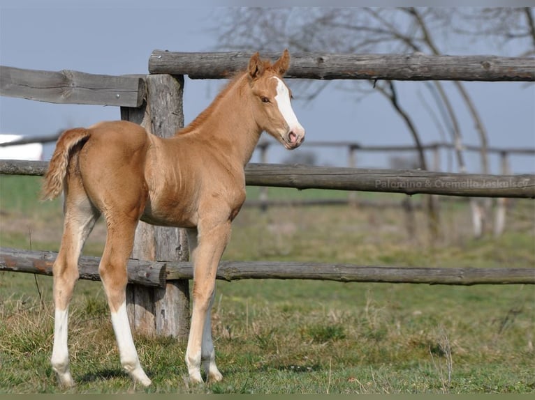 Media sangre polaco Semental 1 año 167 cm Palomino in Piecowice