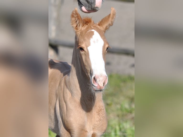 Media sangre polaco Semental 1 año 167 cm Palomino in Piecowice