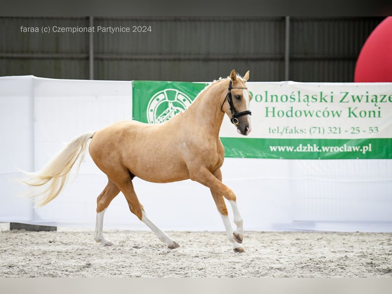 Media sangre polaco Semental 2 años 168 cm Palomino in Kiełczów