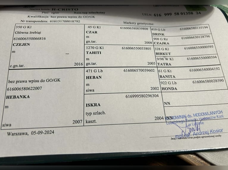 Media sangre polaco Semental 2 años Atigrado/Moteado in Tomaszów Lubelski