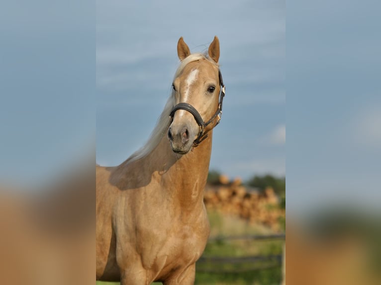 Media sangre polaco Semental 3 años 160 cm Palomino in Piecowice